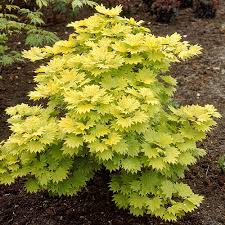 We did not find results for: Acer Shirasawanum Aureum Jordan 3l