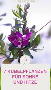 7 Bluhende Kubelpflanzen Die Sonne Und Hitze Aushalten In 2020 Kubelpflanzen Pflanzen Winterharte Pflanzen Garten