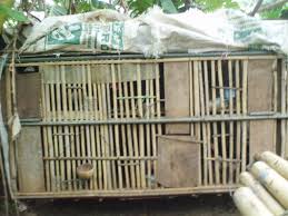3 agar anak ayam dominan jantan. Kandang Ayam Umbaran Dari Bambu