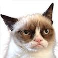 Grumpy Cat - Pictures, Breed, Personality, History ...