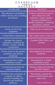 The cytoplasm is about 80% water and usually colorless. What Is The Difference Between Cytoplasm And Nucleus Pediaa Com