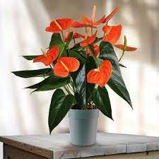 Anthuium Plant Anthurium Plant Anthurium Bonsai Flower