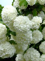 Schneebälle im hochsommer bewundern ♥ blütengehölze mit hohem zierwert ♥ jetzt online kaufen! Viburnum Opulus Roseum Echter Schneeball