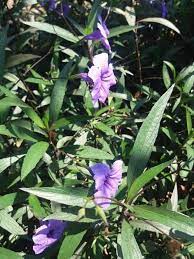 Untuk warna bunga yang beraneka ragam banyak dijumpai di genustabebuia, namun yang sering banyak dijumpai dan ditanam di indonesia yaitu jenis warna bunga kuning. Bunga Terompet Ungu Yang Cantik Ruellia Ungu Steemit