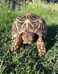 Its limbs, head, and tail tend to be yellow, with dark spots on the skin. Indian Star Tortoise Care And Breeding Tips Reptiles Magazine