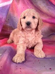 Puppyfinder.com is your source for finding an ideal goldendoodle puppy for sale in wisconsin, usa area. Goldendoodle Puppies For Sale Goldendoodle Breeder In Iowa