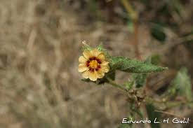 Image result for Sida urens