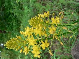 Maybe you would like to learn more about one of these? Bulbine Media Encyclopedia Of Life