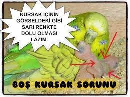 yavruda bos kursak beslenme sorunu beslenme renkler hayvanlar