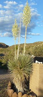 Prune the yucca's flowering stem once it dries out and becomes brown and brittle. Yucca Sotol And Beargrass Casitas De Gila Nature Blog