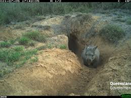 Image result for Northern hairy-nosed wombat