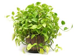 Maybe you would like to learn more about one of these? Pothos Description Facts Britannica