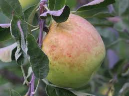 Varieties are available that are moderately resistant but not immune. Sundance Apple On G 890 Cummins Nursery Fruit Trees Scions And Rootstocks For Apples Pears Cherries Plums Peaches And Nectarines