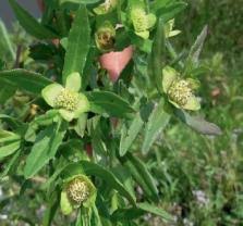 Image result for Enydra fluctuans