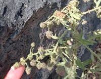 Image result for Laggera