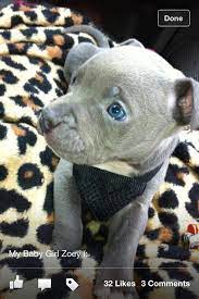 Pin On Pitbull Puppies