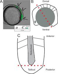 Maybe you would like to learn more about one of these? Generation Of Dispersed Presomitic Mesoderm Cell Cultures For Imaging Of The Zebrafish Segmentation Clock In Single Cells Protocol Translated To German