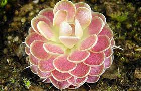 Bunga matahari sangat cantik, kembang di waktu pagi, daunnya hijau bunganya kuning, memikat bunga matahari yang cantik. Walaupun Cantik 5 Tumbuhan Cantik Ini Adalah Karnivora Ilmupedia Co Id