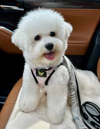 Pup still loves the mud after years