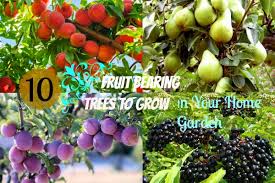 12 Popular Fruit Bearing Trees That Are Easy To Grow The Self Sufficient Living