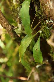 Image result for Pleopeltis macrocarpa