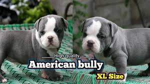 Price can also depend on whether the puppy while prices for a pet quality american bully will be much lower. High Quality American Bully Puppies In Xl Size Available For Sale Youtube