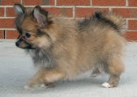 Pomeranian Chihuahua Mix Black And Brown Paperanian Papillon Pomeranian Mix Puppies Info Care Pictures Pomeranian Mix Puppies Pomeranian Chihuahua Mix Pomeranian Dog