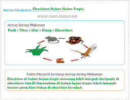 Maybe you would like to learn more about one of these? Lengkap Kunci Jawaban Kelas 5 Tema 5 Subtema 3 Pembelajaran 1 Simple News Kunci Jawaban Lengkap Terbaru