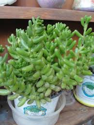 Maybe you would like to learn more about one of these? Two Succulents From My Garden