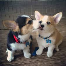 Your cute new corgi puppy needs a collar quickly to help train them early and ensure control while helping you keep track of them in the house as well, especially if you have multiple dogs running around. Buy Or Sell Dogs Puppies Online At Https Www Dogspuppiesforsale Com Cute Animals Cute Baby Animals Cute Corgi Puppy