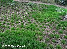 How To Plant A Sedge Lawn Digging Lawn Alternatives Lawn And Landscape Plants