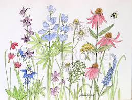 Garden Illustration Watercolor Watercolor Botanical Nature Garden Flowers Wildflowers Original Art Wildflower Paintings Watercolor Illustration Flower Art