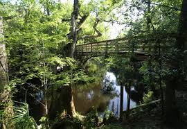 Maybe you would like to learn more about one of these? Hillsborough River State Park Florida State Parks