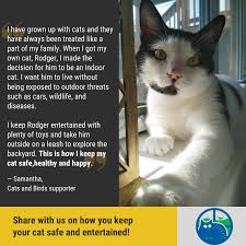 Cat enclosures are made from various materials like wood and may be you can try keep your cat in your yard by planting catnip which most cats love. Cats And Birds How Do You Keep Your Cat Safe And Happy Facebook