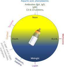 Human Milk As Chrononutrition Implications For Child Health And Development Pediatric Research