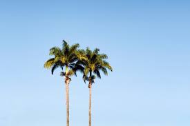 Image result for Roystonea oleracea