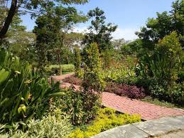 Jun 16, 2021 · liputan6.com, jakarta rekomendasi tempat wisata di puncak bogor yang bagus dan kekinian tidak selalu mahal. Lets Get Lost Review Of Hutan Bambu Dan Taman Sakura Keputih Sukolilo Surabaya Indonesia Tripadvisor