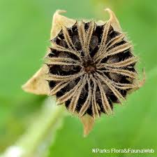 Image result for Abutilon indicum