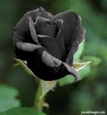 Real Black Roses Black Rose Flower Rose Seeds Growing Roses From Seeds