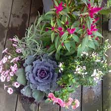 Fall Container After Visit To English Gardens Lavendar Grosso Celosia Intenz Lipstick Celome Pequena Rosalita Pan Fall Containers Pansies Porch Garden