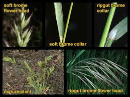 Image result for Pseudobromus