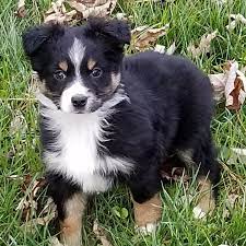 See puppy pictures, health information and reviews. Puppies For Sale Miniature Australian Shepherd Miniature Australian Shepherds Miniature Australian Shepherd Australian Shepherd Puppies Australian Shepherd