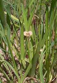 Image result for Commelina aspera
