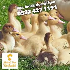 Tavukciftligi Adli Kullanicinin Lohman Brown Ataks Broiler Sasso Sussex Tavuk Satisi Panosundaki Pin Tavukculuk Veterinerler Ordekler
