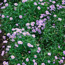 Image result for Brachyachne simonsii