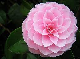 Flowers Beautiful Flowers Beautiful Blooms