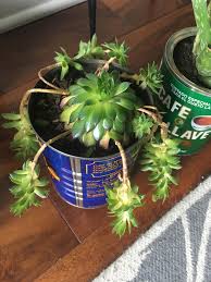 The roots usually die after being exposed to cold winter temperatures. My Hens And Chicks Are Getting Leggy What Should I Do Propagate The Arms Succulents