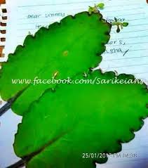 English draws upon ancient greek, latin and germanic languages and these influences can all be seen in the names of the days of the week. Sarikeians ä¹¦ç­¾ è¿™æ˜¯ä»€ä¹ˆå¶å­ ä½ è¿˜è®°å¾—å— Bookmark With Leaf Name Facebook