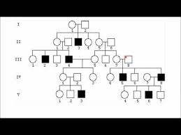 Videos Matching Pedigree Analysis 1 How To Solve A Genetic