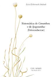 Image result for Syngonanthus poggeanus